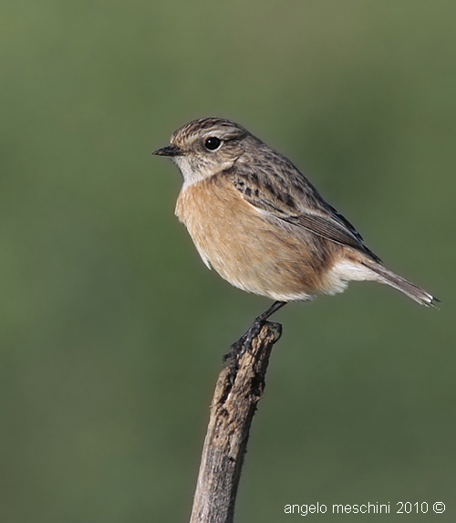 Ritratto di Saltimpalo. Saxicola rubicola
